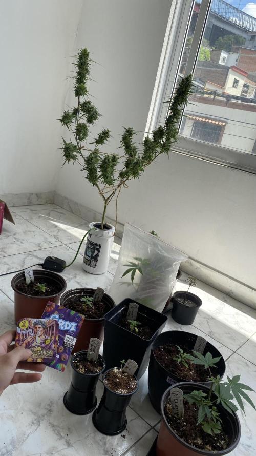 #NeverStopGrowing. Week 1