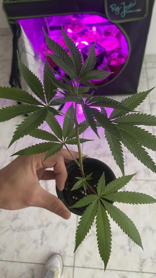 #NeverStopGrowing. Week 2