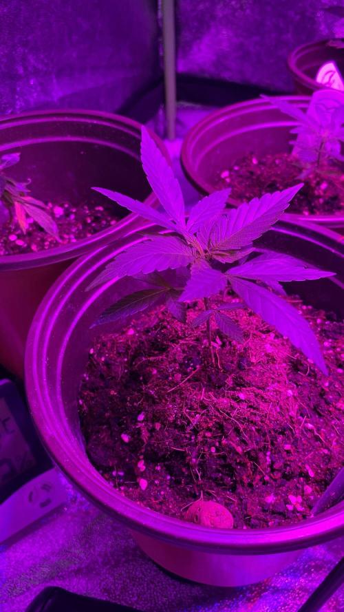 #NeverStopGrowing. Week 2