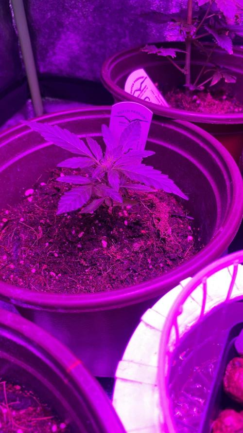 #NeverStopGrowing. Week 2
