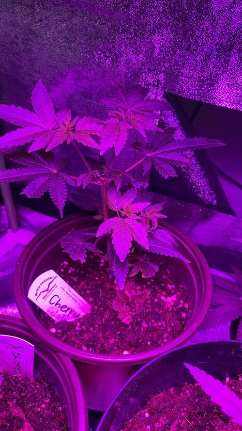 #NeverStopGrowing. Week 2