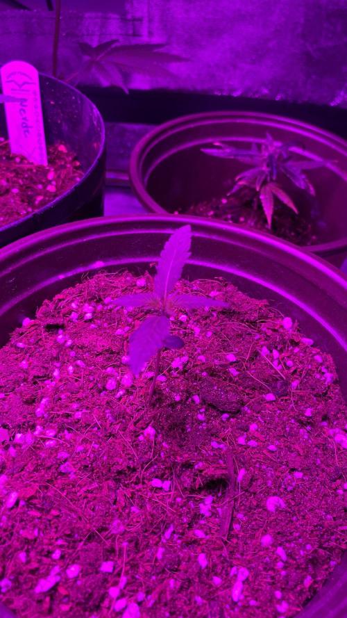 #NeverStopGrowing. Week 2