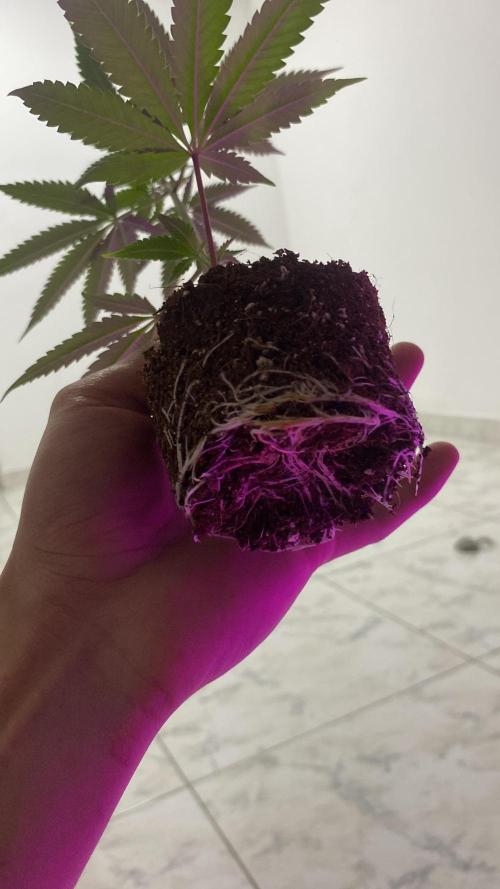 #NeverStopGrowing. Week 2
