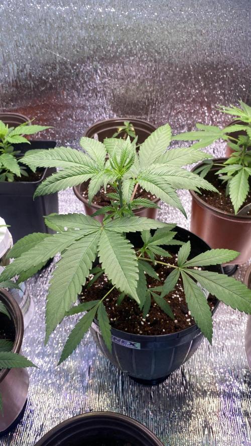 #NeverStopGrowing. Week 3