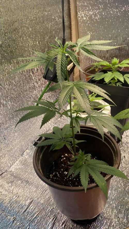 #NeverStopGrowing. Week 3