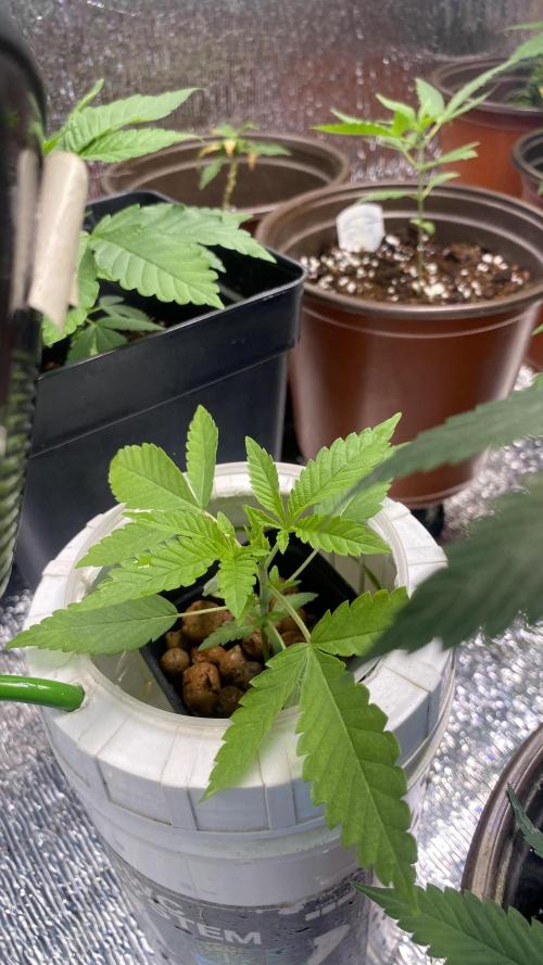 #NeverStopGrowing. Week 3