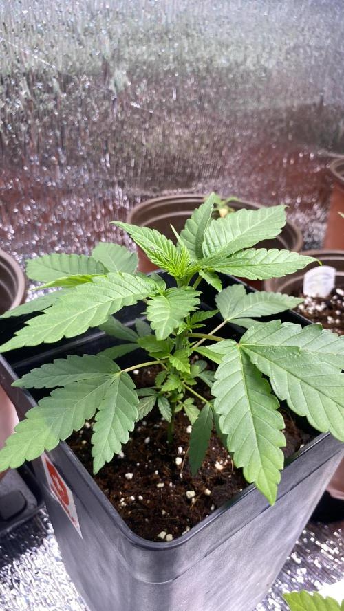 #NeverStopGrowing. Week 3