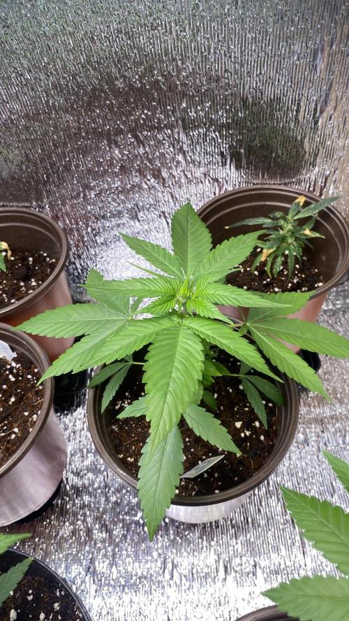 #NeverStopGrowing. Week 3