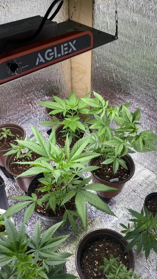 #NeverStopGrowing. Week 4 - Nerdz 