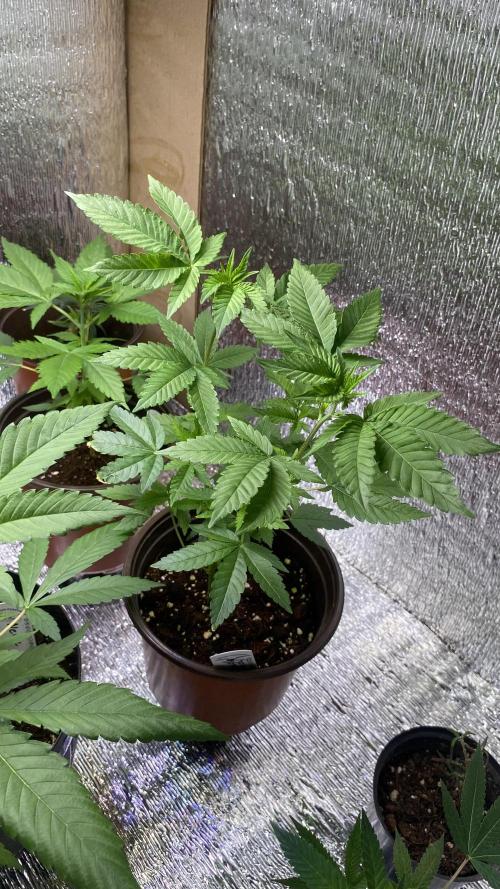 #NeverStopGrowing. Week 4 - Cherry gelato