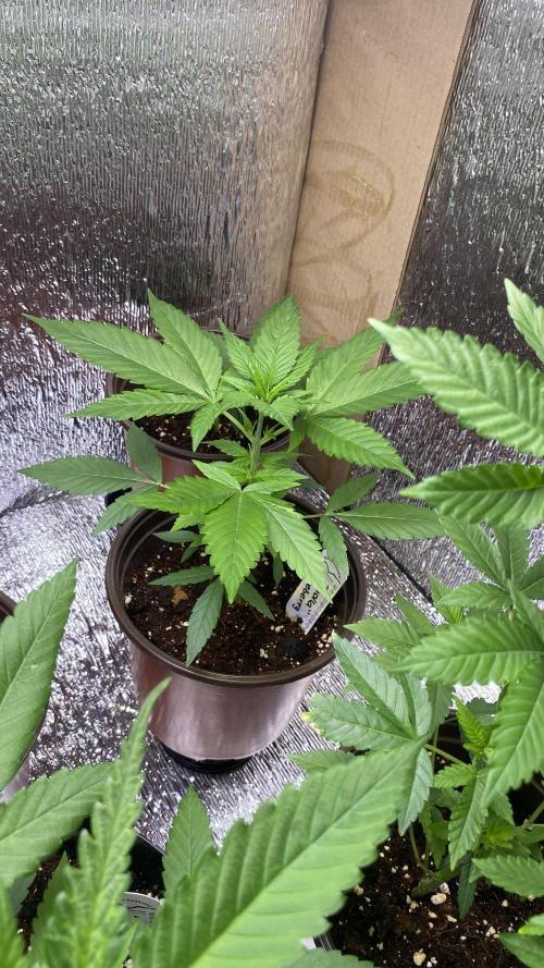 #NeverStopGrowing. Week 4 - Blueberry