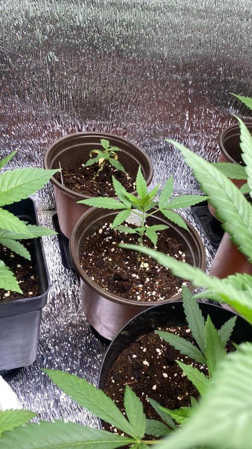 #NeverStopGrowing. Week 4 - Nerdz 