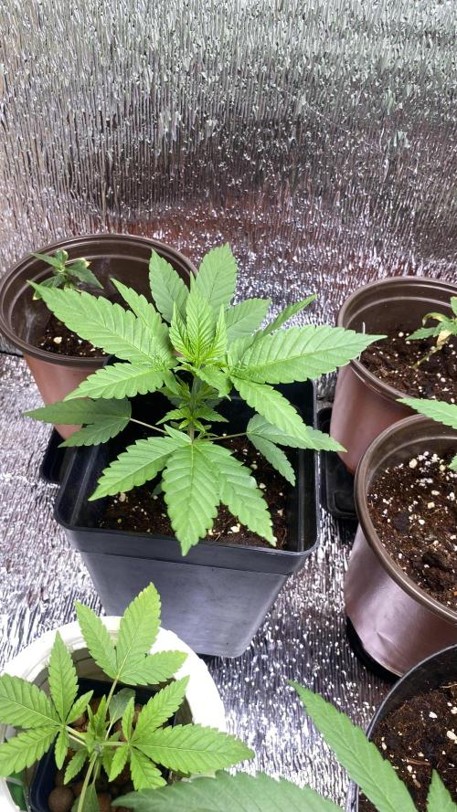 #NeverStopGrowing. Week 4 - Happy lora 