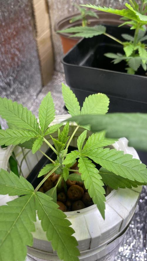 #NeverStopGrowing. Week 4 - Limon de Nerón 