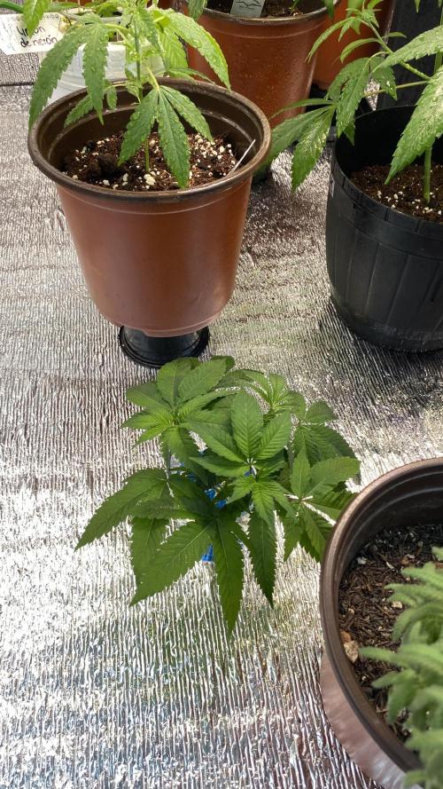 #NeverStopGrowing. Week 4
