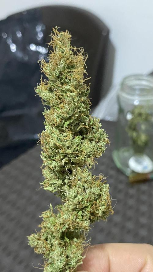#NeverStopGrowing. Week 4 - Un cogollo de la shaman cortada hace unos días de
Un ciclo anterior 