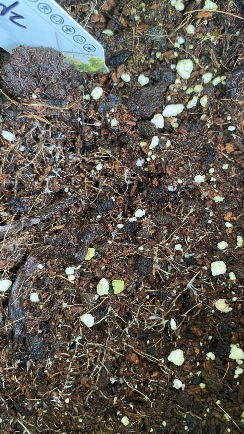 #NeverStopGrowing. Week 5 - Roots