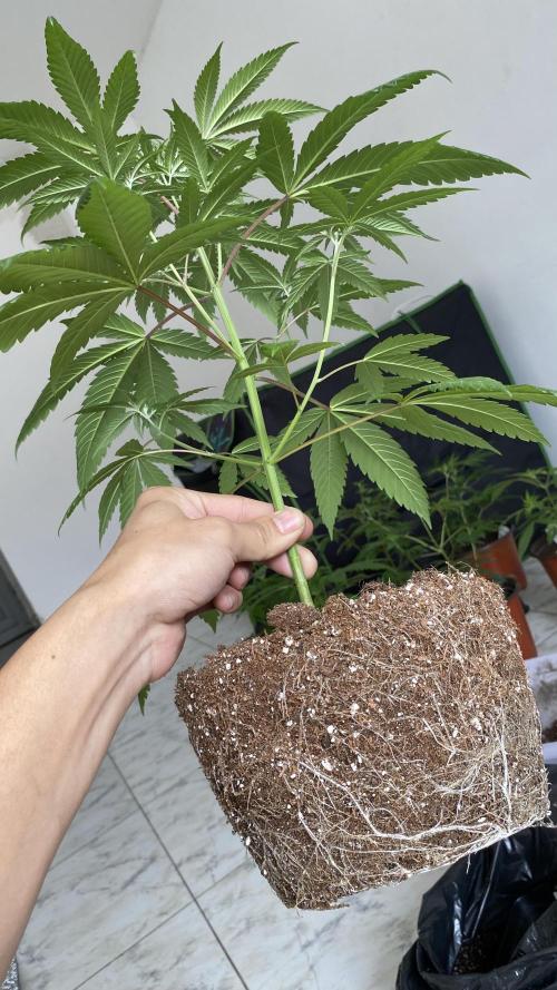 #NeverStopGrowing. Week 5 - Nerdz