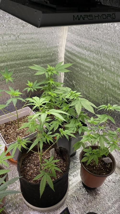 #NeverStopGrowing. Week 5