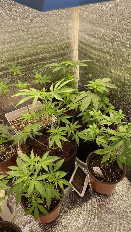 #NeverStopGrowing. Week 5