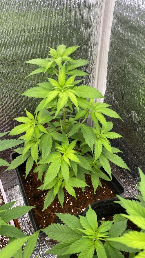 #NeverStopGrowing. Week 6