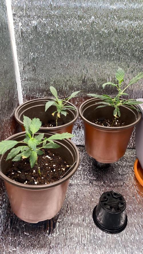 #NeverStopGrowing. Week 6