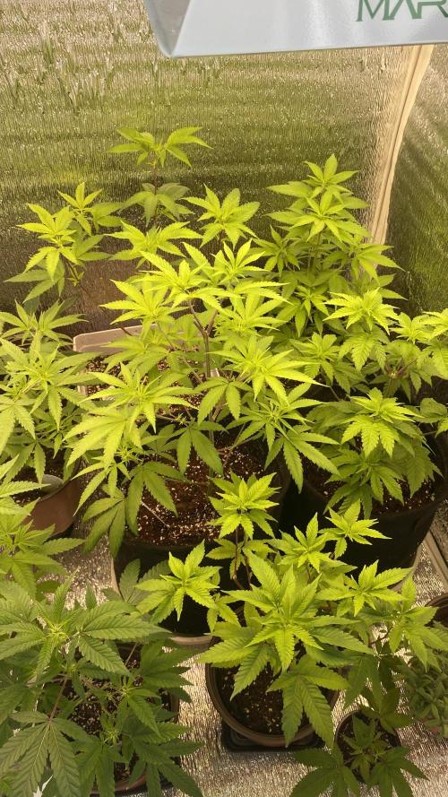 #NeverStopGrowing. Week 6