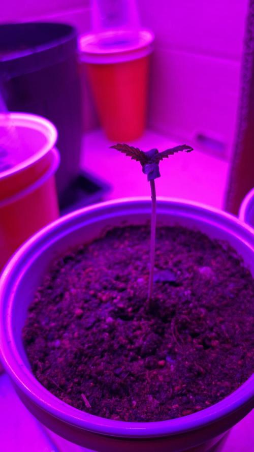 #NeverStopGrowing. Week 0