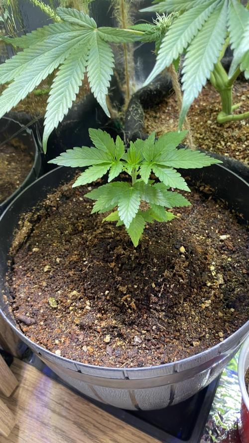 #NeverStopGrowing. Week 1