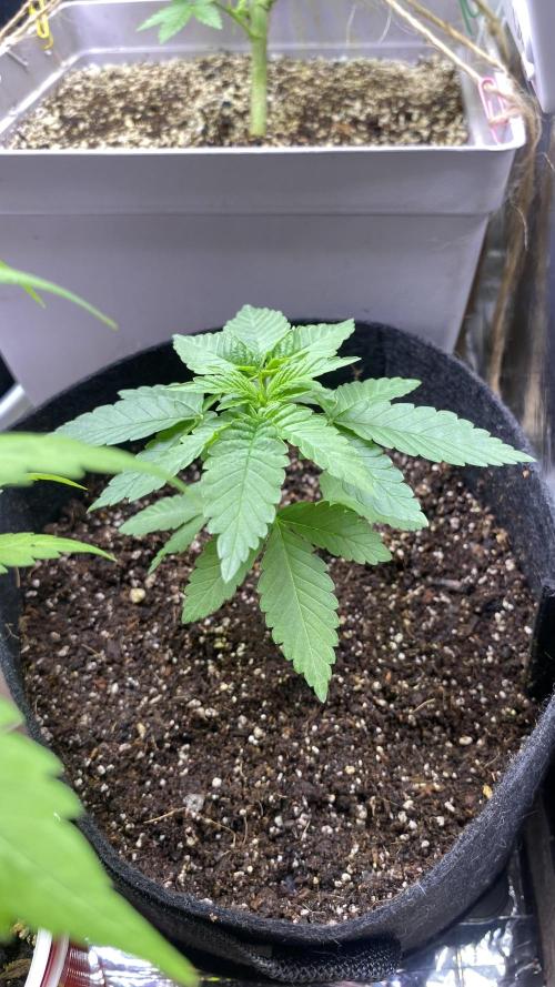 #NeverStopGrowing. Week 2