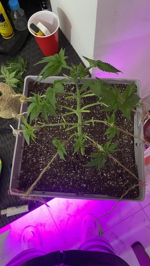 #NeverStopGrowing. Week 3