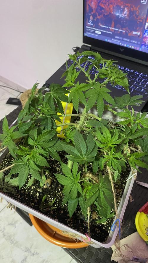 #NeverStopGrowing. Week 4