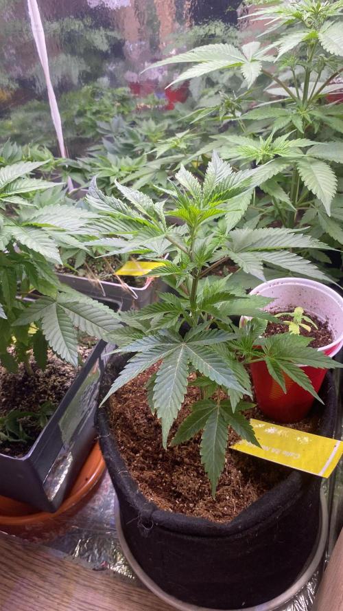 #NeverStopGrowing. Week 4
