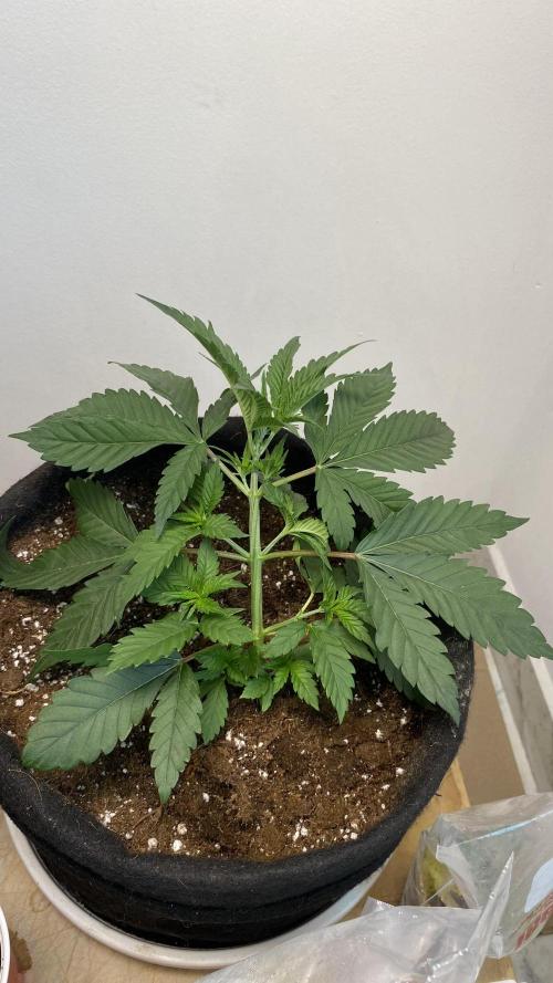 #NeverStopGrowing. Week 5