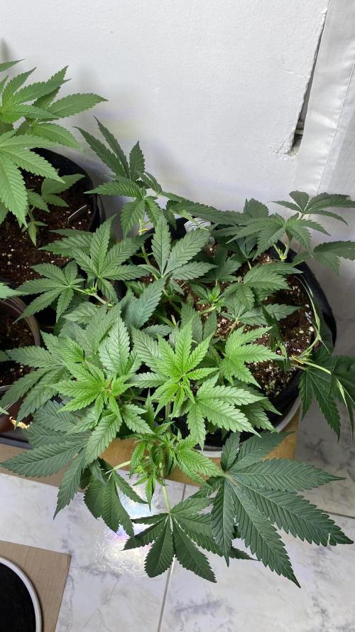 #NeverStopGrowing. Week 6