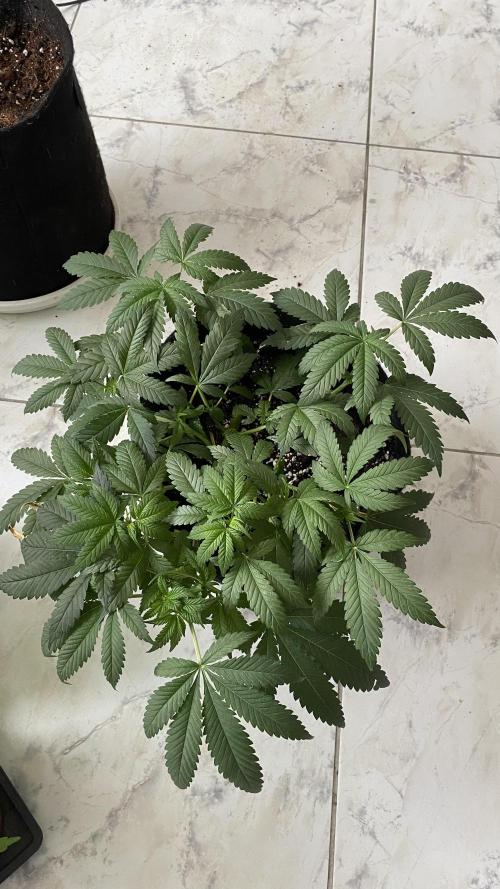 #NeverStopGrowing. Week 7