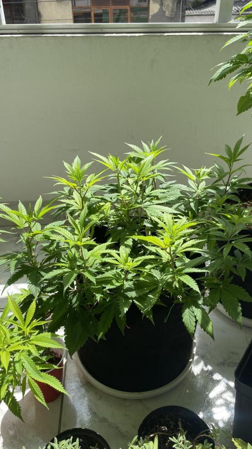 #NeverStopGrowing. Week 7