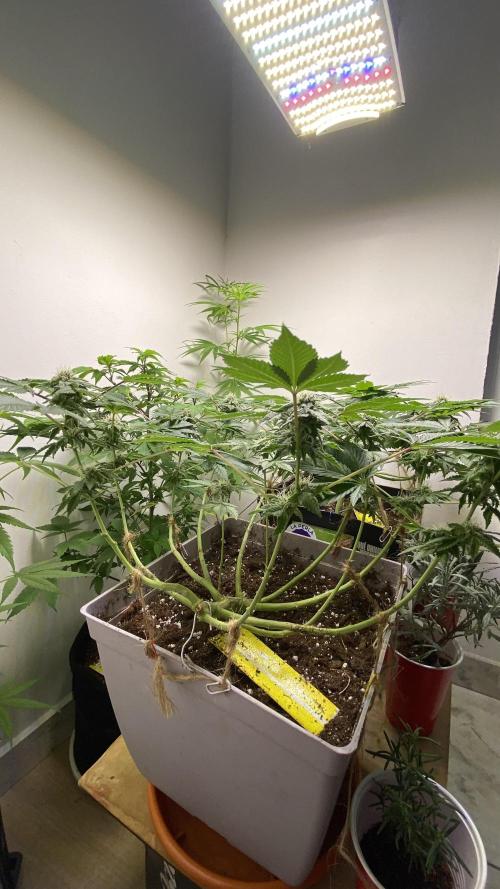 #NeverStopGrowing. Week 8