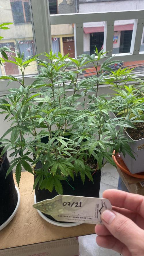 #NeverStopGrowing. Week 8
