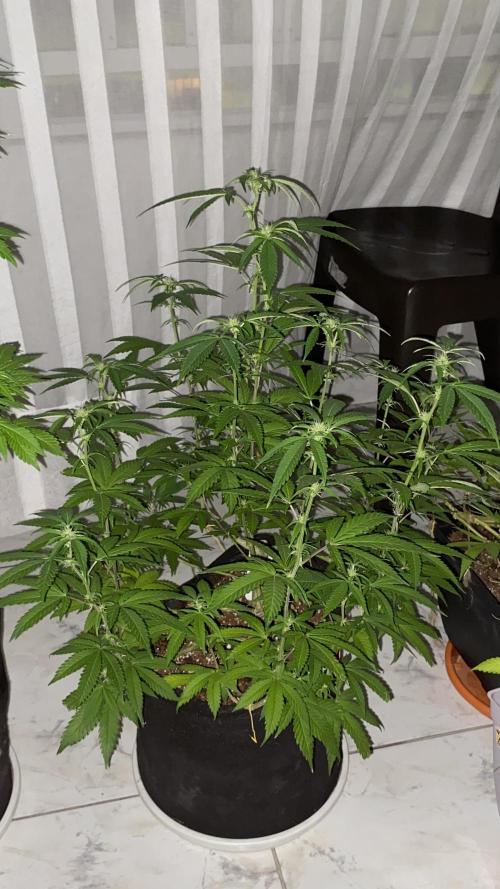 #NeverStopGrowing. Week 8