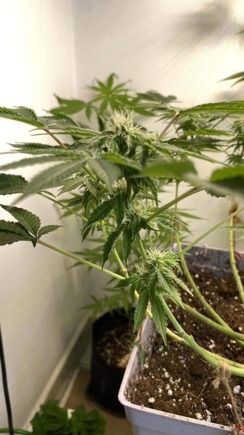 #NeverStopGrowing. Week 9