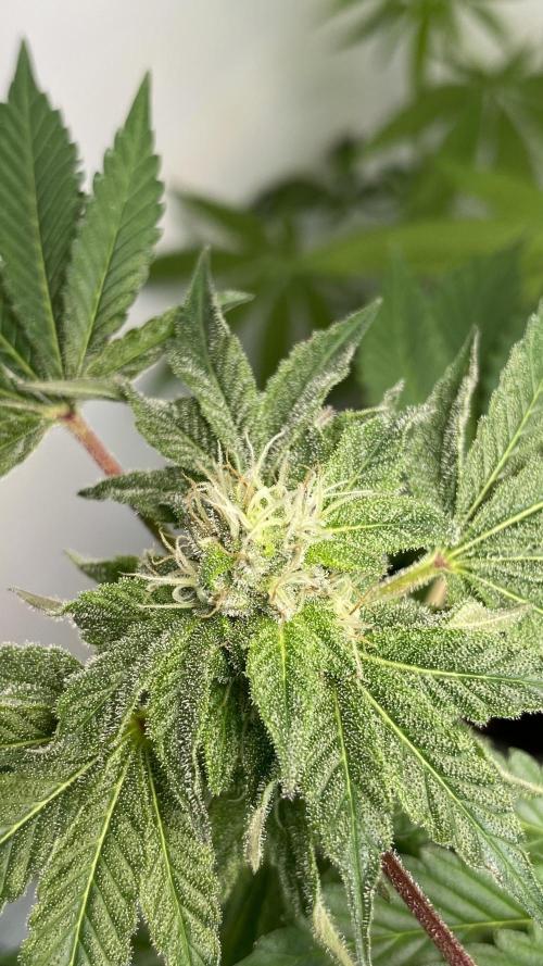 #NeverStopGrowing. Week 9