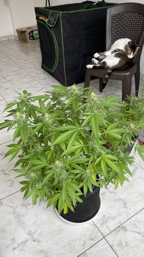 #NeverStopGrowing. Week 9