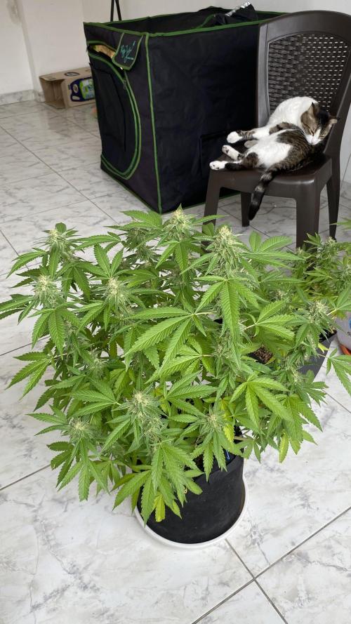 #NeverStopGrowing. Week 9