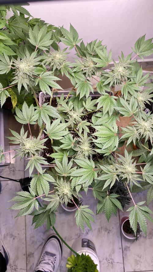 #NeverStopGrowing. Week 10 - Happylora