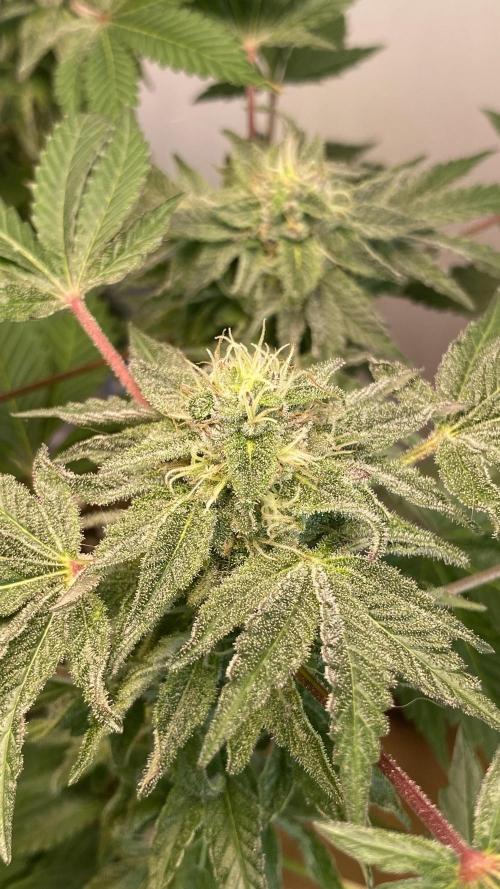 #NeverStopGrowing. Week 10 - Happylora