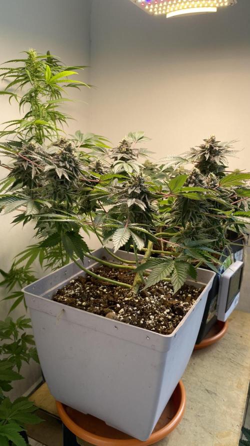 #NeverStopGrowing. Week 11