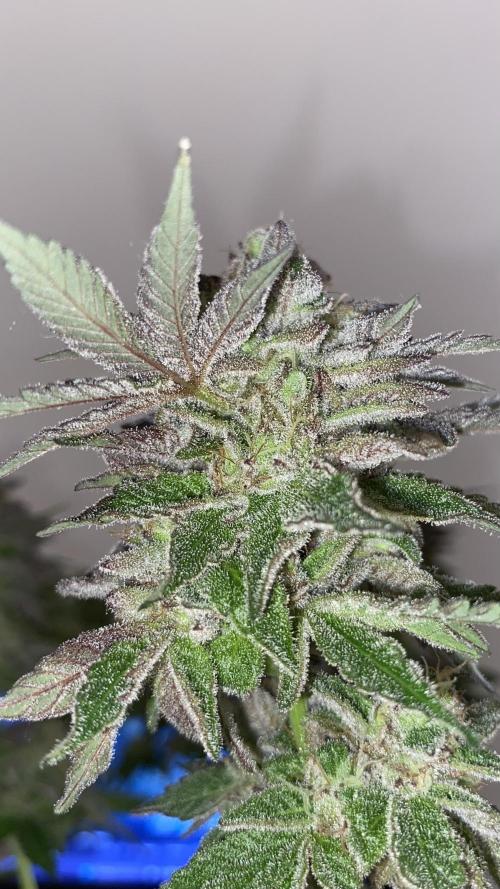 #NeverStopGrowing. Week 11