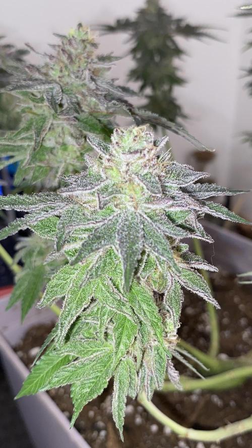 #NeverStopGrowing. Week 11