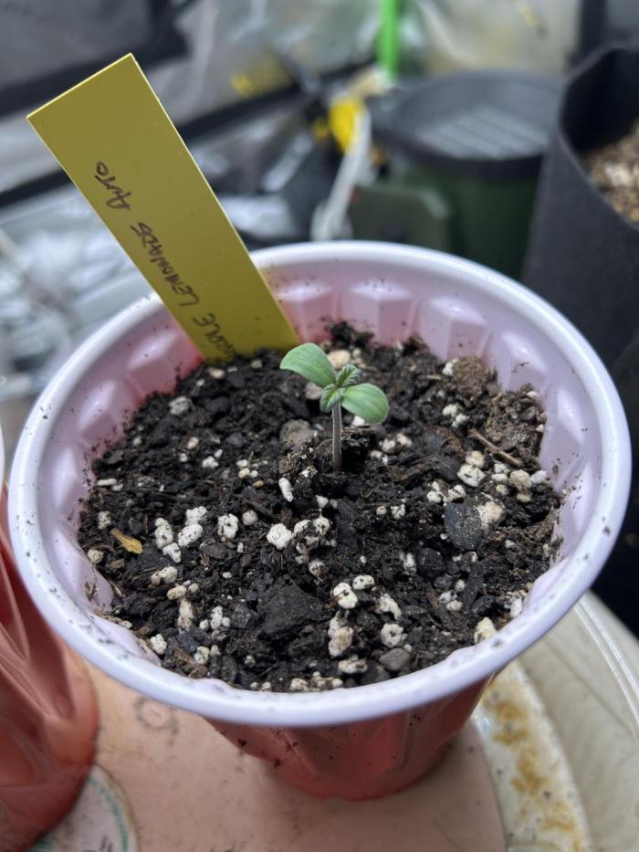 Purple Lemonade Auto. Week 0